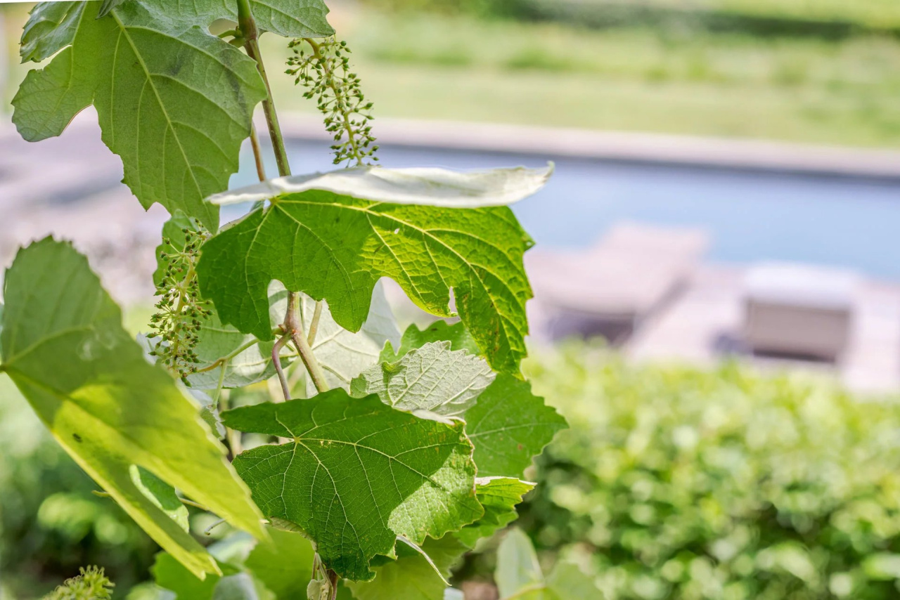 Image_1, Villa, Saint-Tropez, ref :2025-09-12